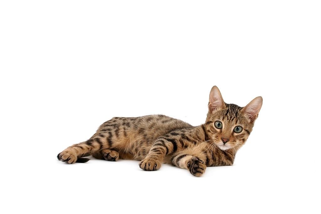 Jenis-jenis Kucing Serengeti