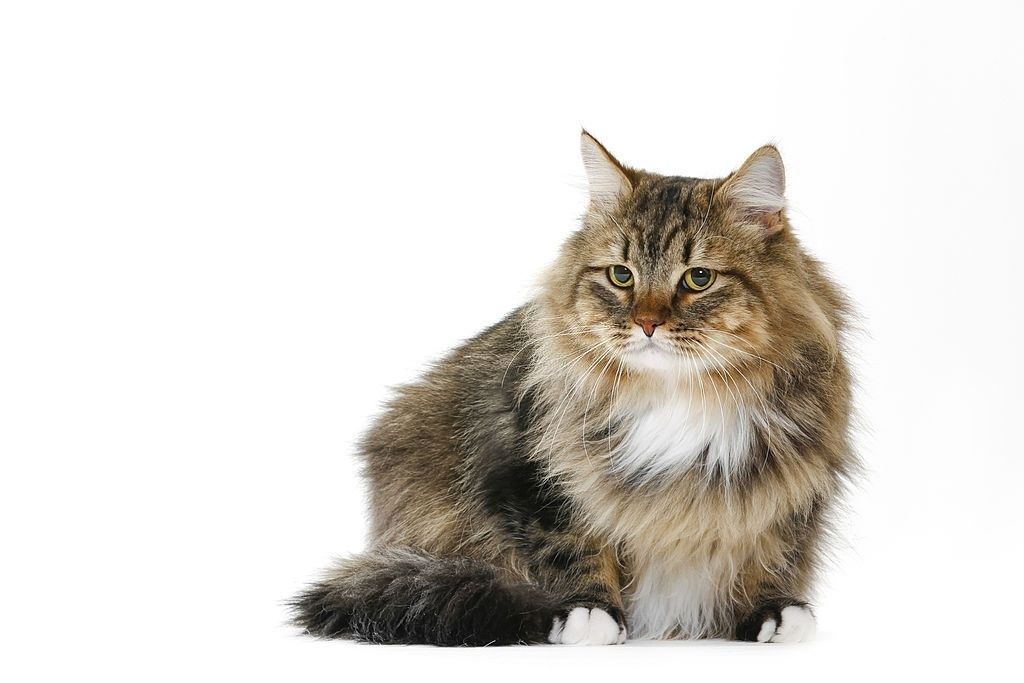 Jenis-jenis Kucing Siberia
