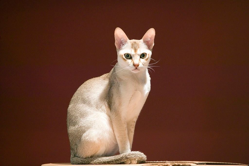 Jenis-jenis Kucing Singapura