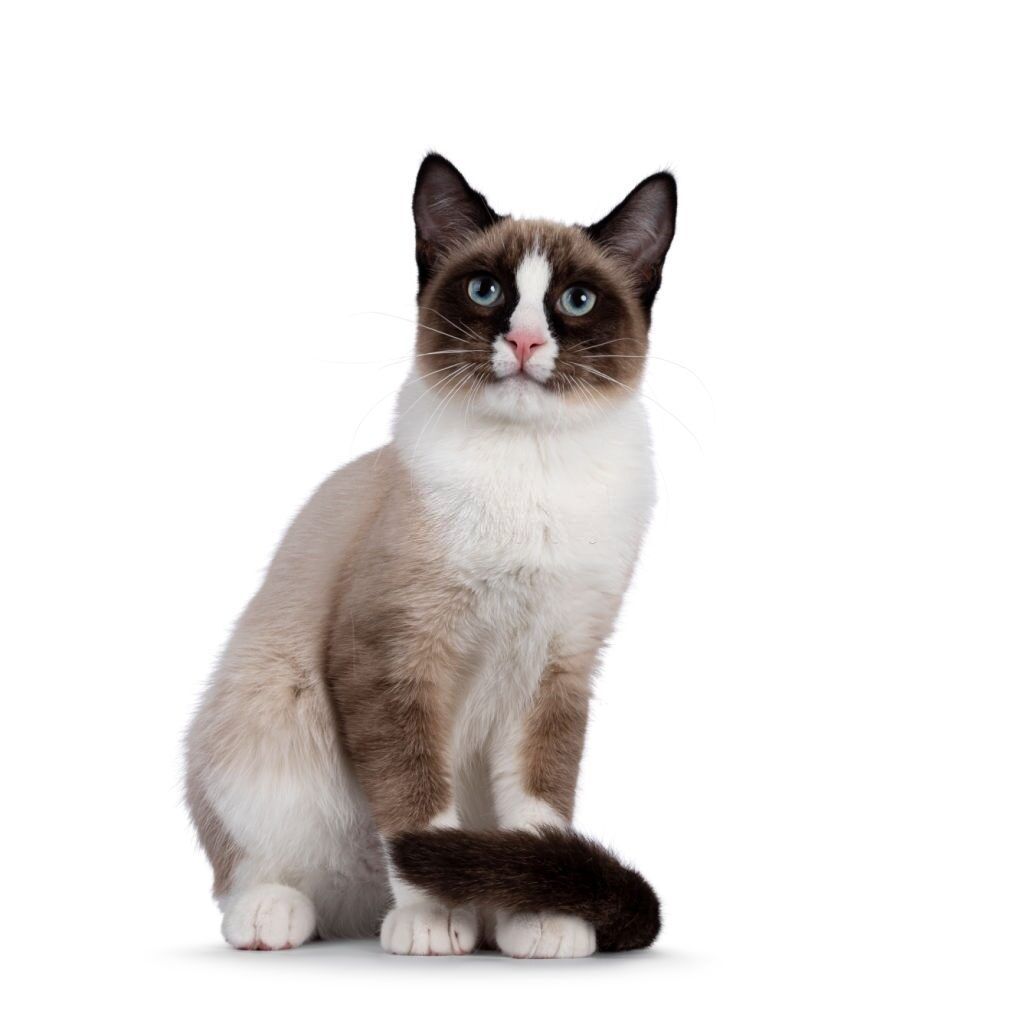 Jenis-jenis Kucing Snowshoe