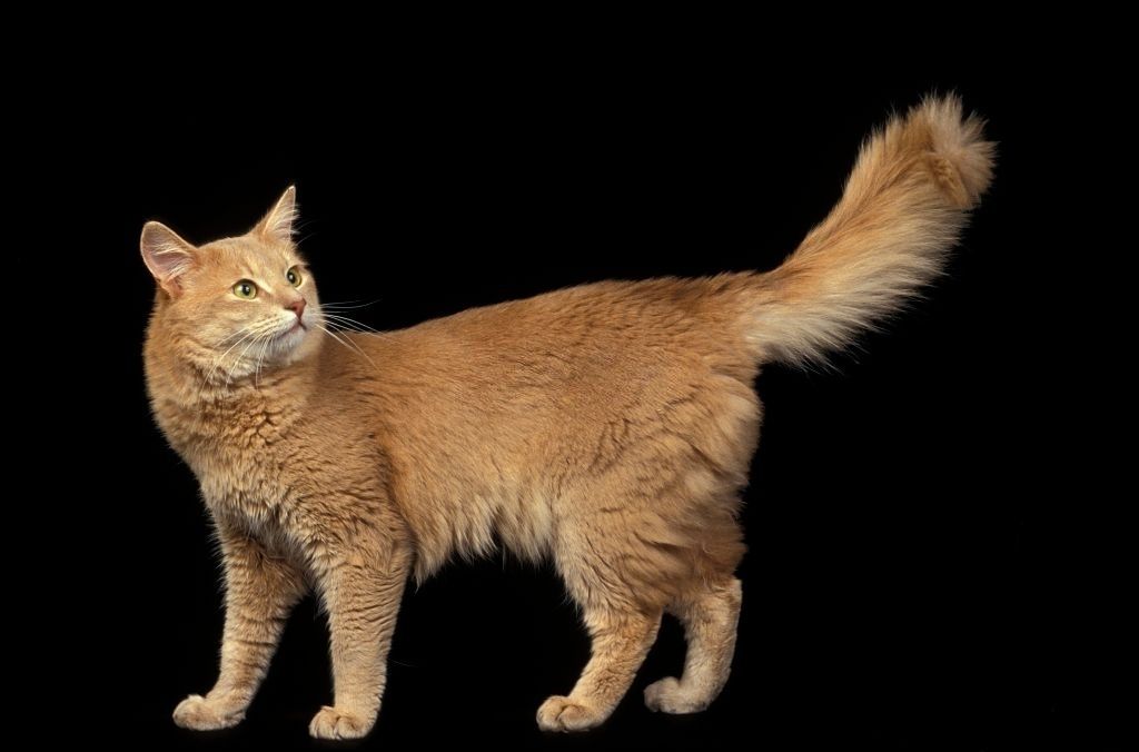 Jenis-jenis Kucing Somali