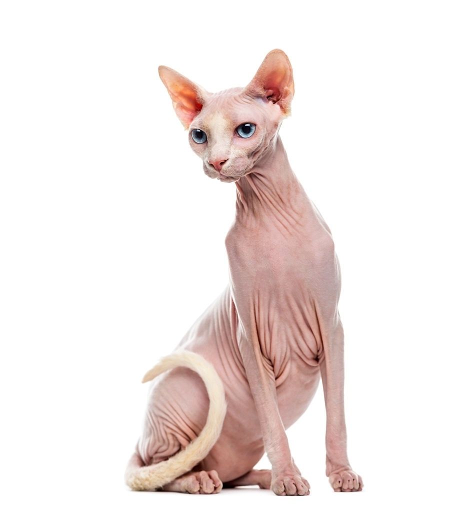 Jenis-jenis Kucing Sphynx