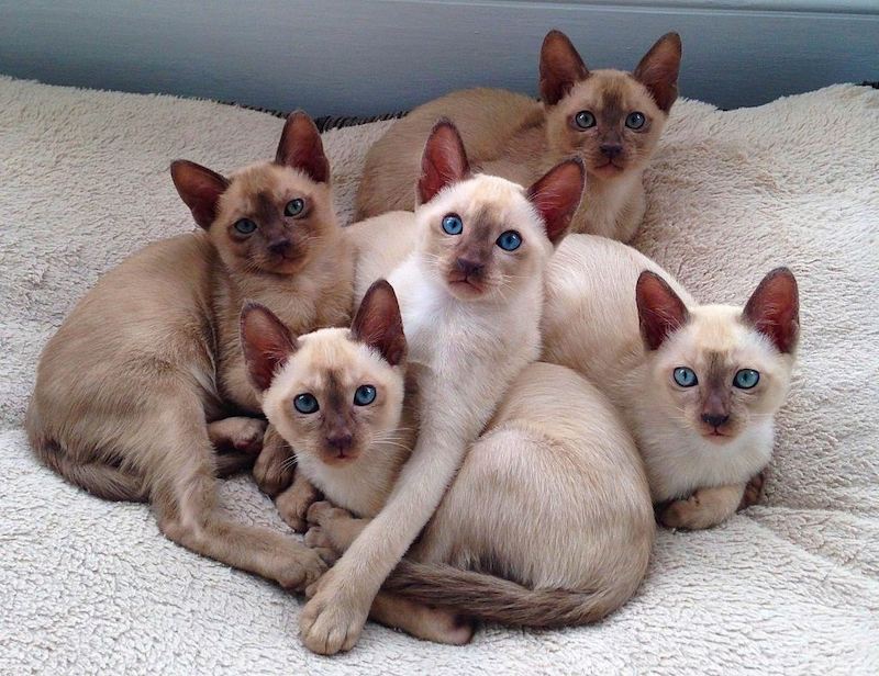 Jenis-jenis Kucing Tonkin