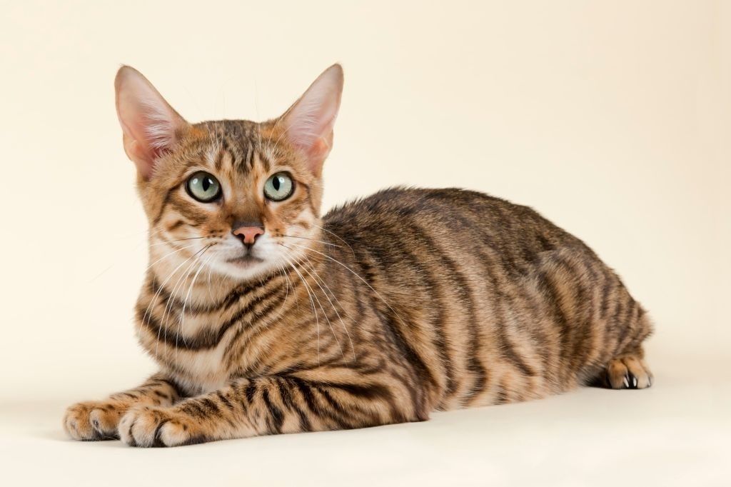Jenis-jenis Kucing Toyger