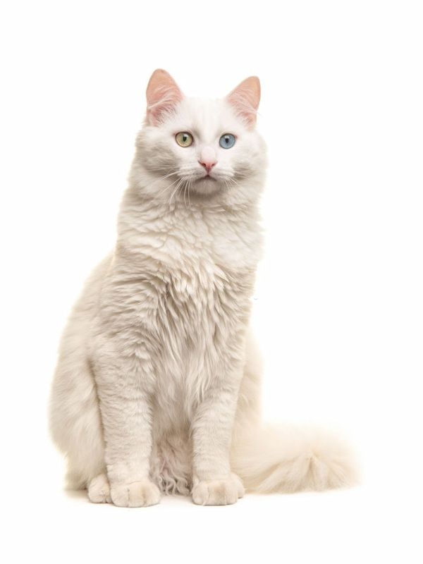 Jenis-jenis Kucing Turkish Angora