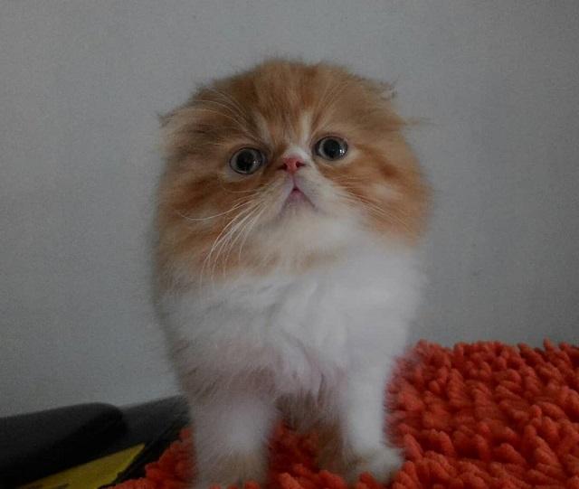 Kucing Foldex