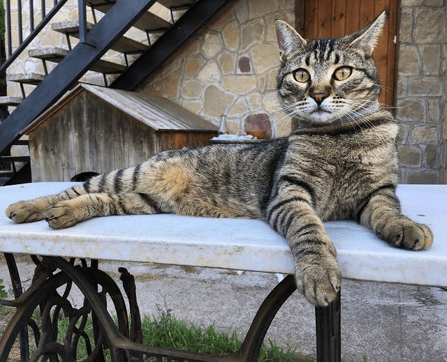 Kucing Dragon Li