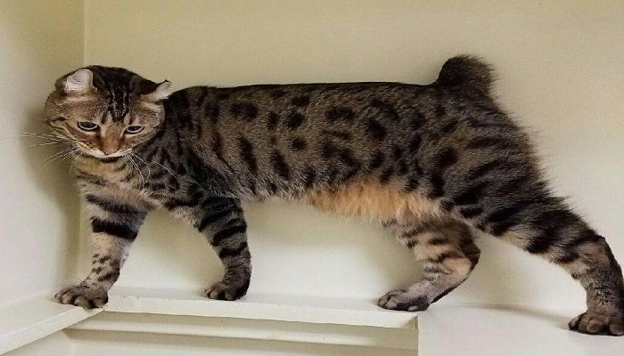 Kucing Highlander