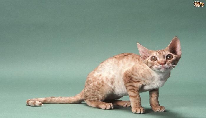 Kucing Oregon Rex