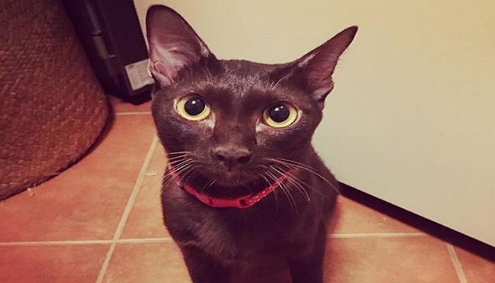 Kucing Suphalak