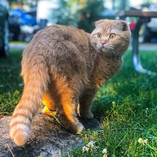 Kucing Foldex