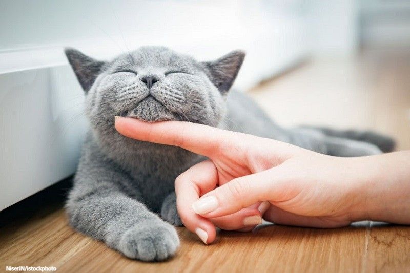 Kebiasaan Kucing