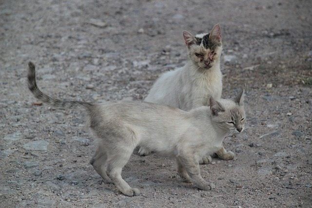 Gejala Virus FIV Pada Kucing