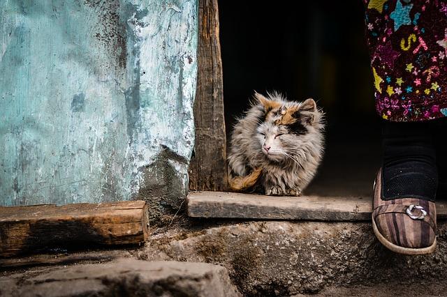 Virus Leukemia Kucing (FeLV): Penanganan u0026 Pencegahan » KucingMania