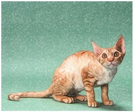 Kucing Oregon Rex