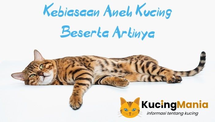 Kebiasaan Kucing