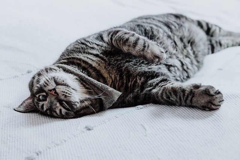 Kebiasaan Kucing