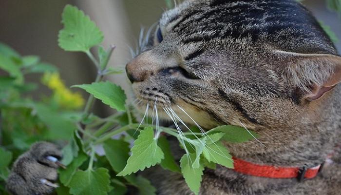 Kenapa Kucing Suka Catnip