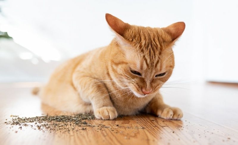 Kenapa Kucing Suka Catnip? » KucingMania