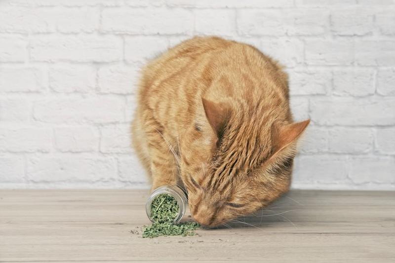 Kenapa Kucing Suka Catnip? Kenapa Kucing Suka Catnip