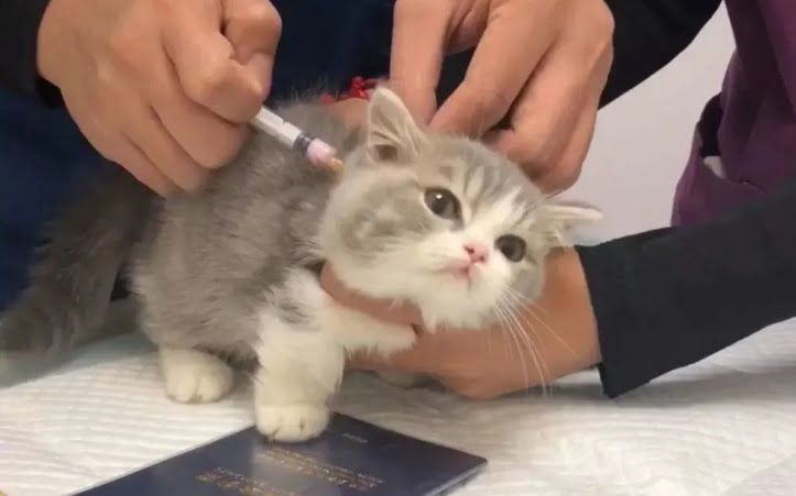 Virus Leukemia Kucing