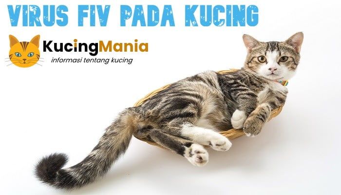 Virus FIV Pada Kucing