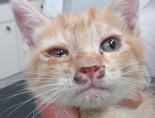 Virus Herpes Pada Kucing