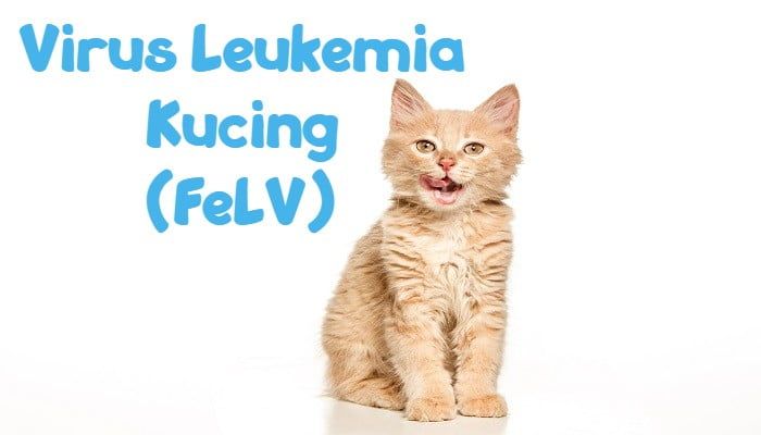 Virus Leukemia Kucing