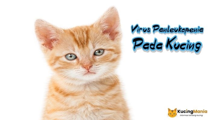 Virus Panleukopenia Pada Kucing