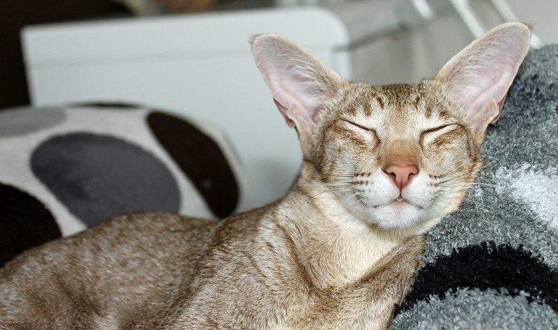 Kucing Sering Tidur