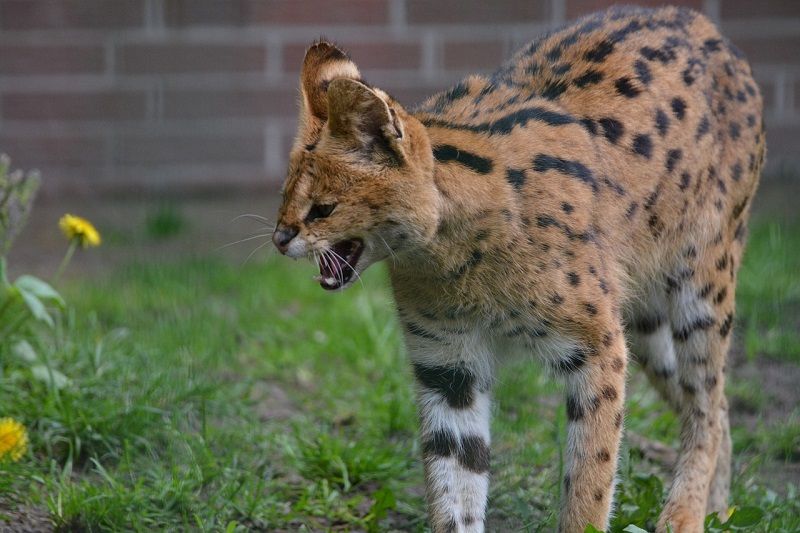 Kucing Serval