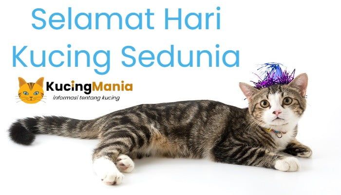 Hari Kucing Sedunia