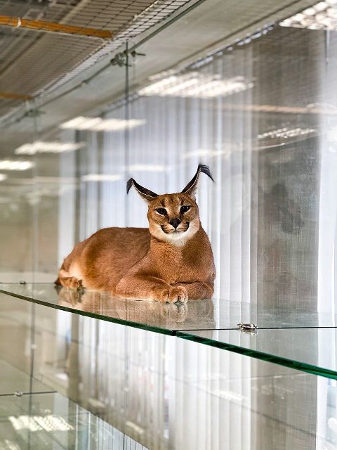 Kucing Caracal