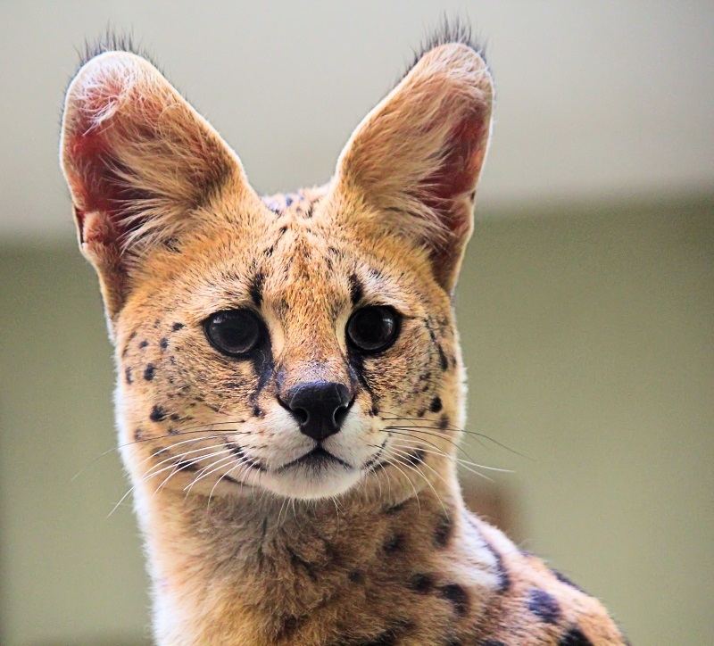 Kucing Serval