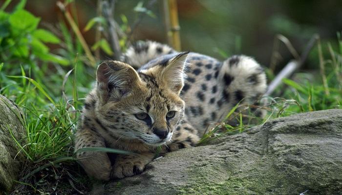 Kucing Serval