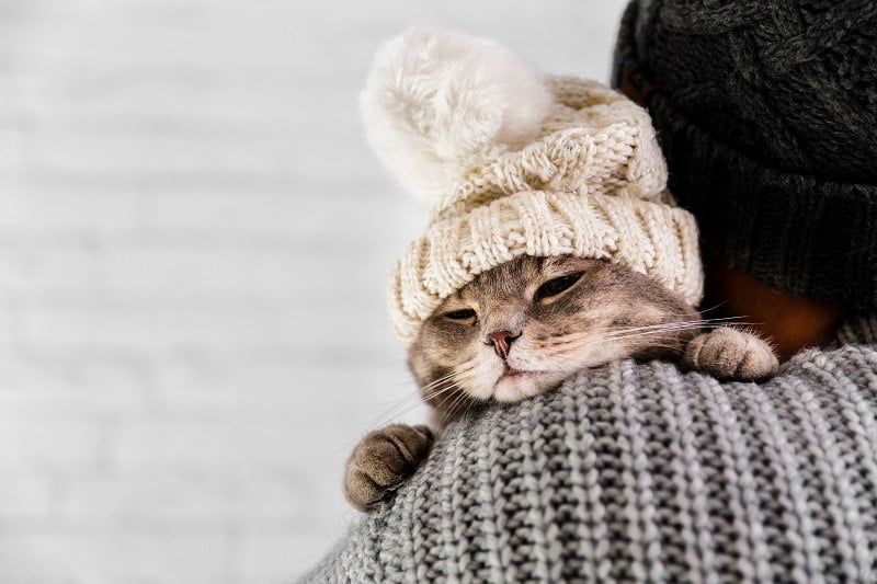 Kucing Mendengkur