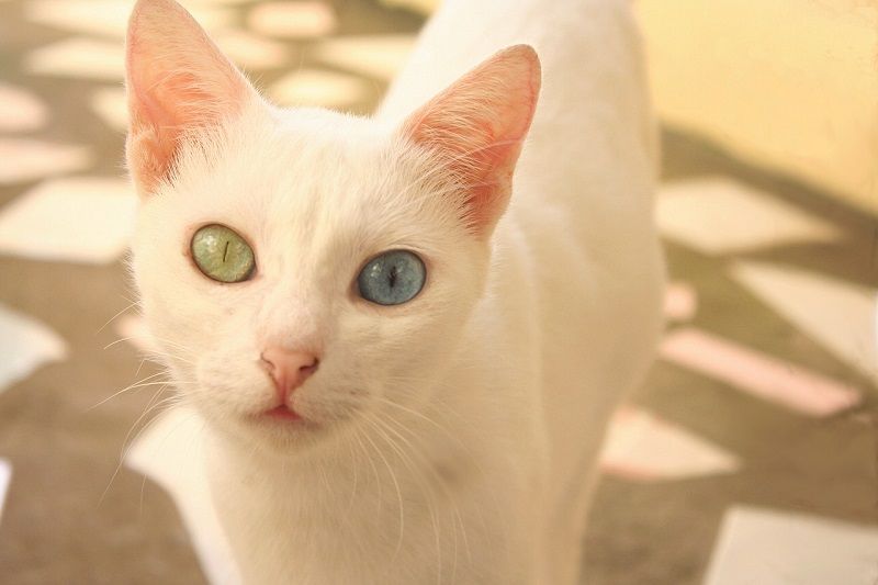 Kucing Odd Eye: Kucing Bermata Aneh yang Menakjubkan » KucingMania