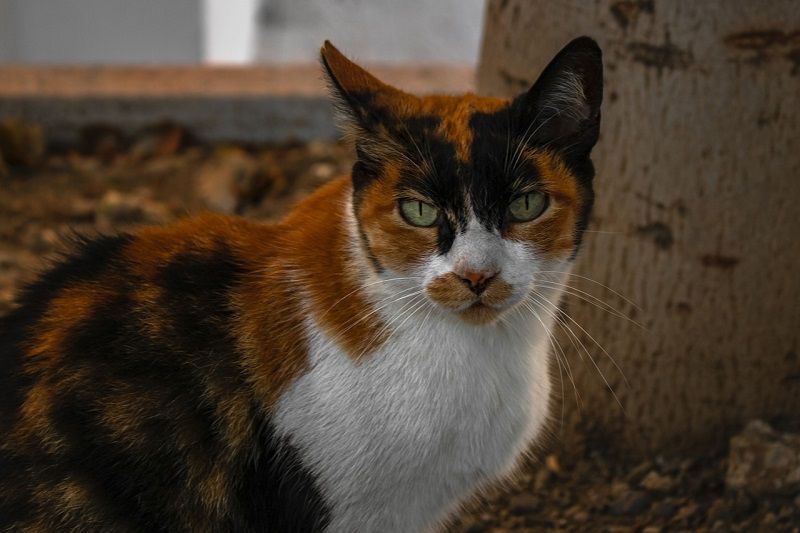 Kucing Calico