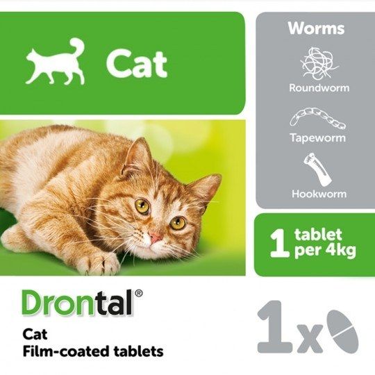 Obat Cacing untuk Kucing yang Efektif Beserta Dosisnya » KucingMania