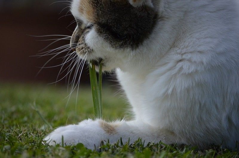 Kucing Makan Rumput