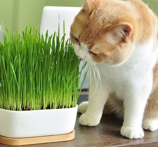 Kucing Makan Rumput