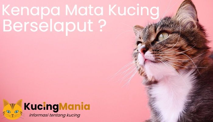 Mata Kucing Berselaput: Hal yang Perlu Diperhatikan