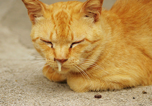 Kucing Batuk