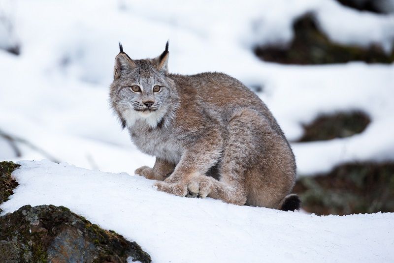 Kucing Lynx