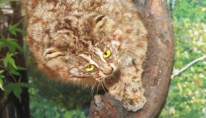 Kucing Emas Sumatera