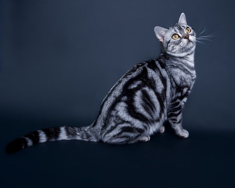 Kucing Marble