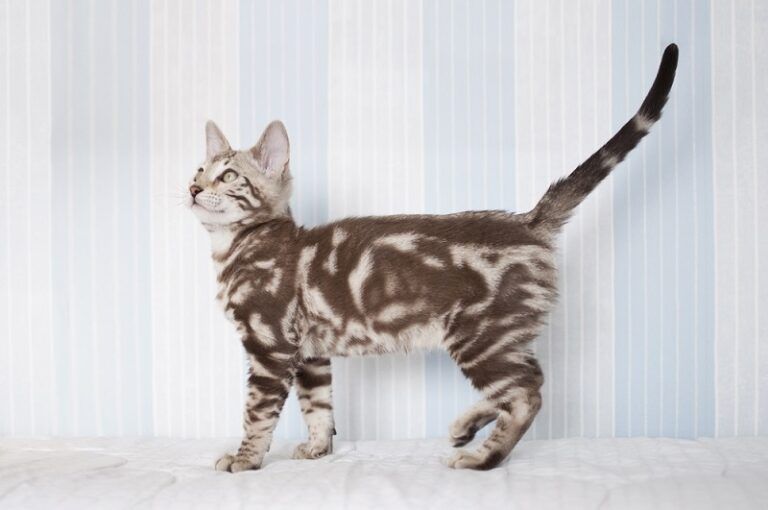 Kucing Marble: Karakteristik dan Macam Jenisnya » KucingMania