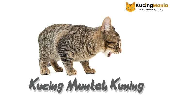 Kucing Muntah Kuning