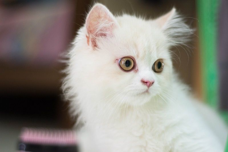 Kucing Persia Medium