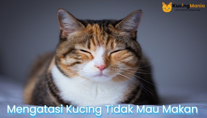 Kucing Tidak Mau Makan